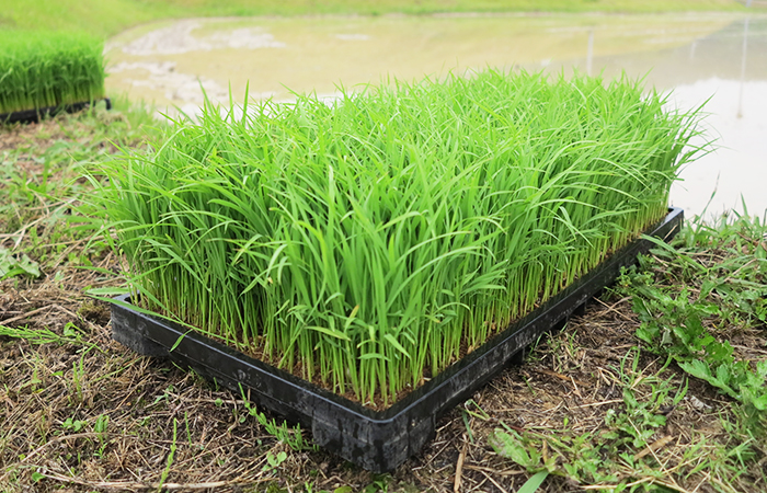 淡路島・鮎原米づくり2018 #03|田植えをしてきた