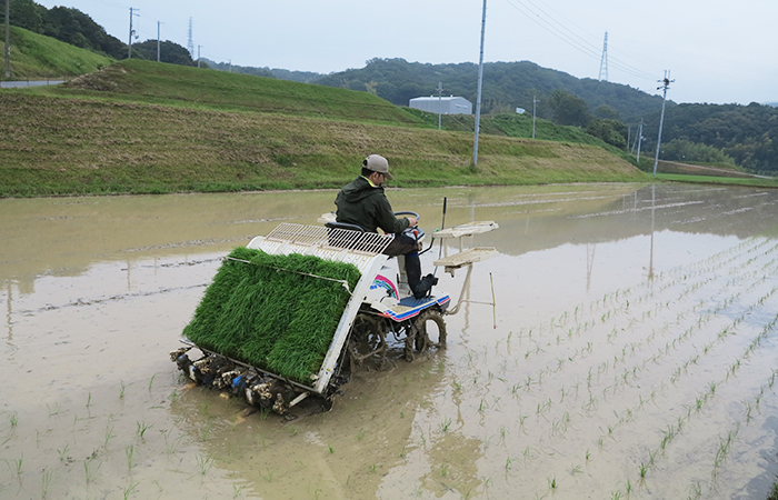 田植え