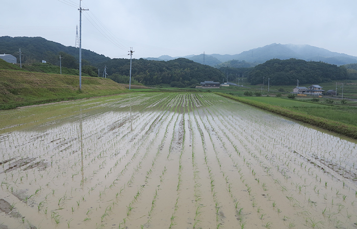 田んぼ