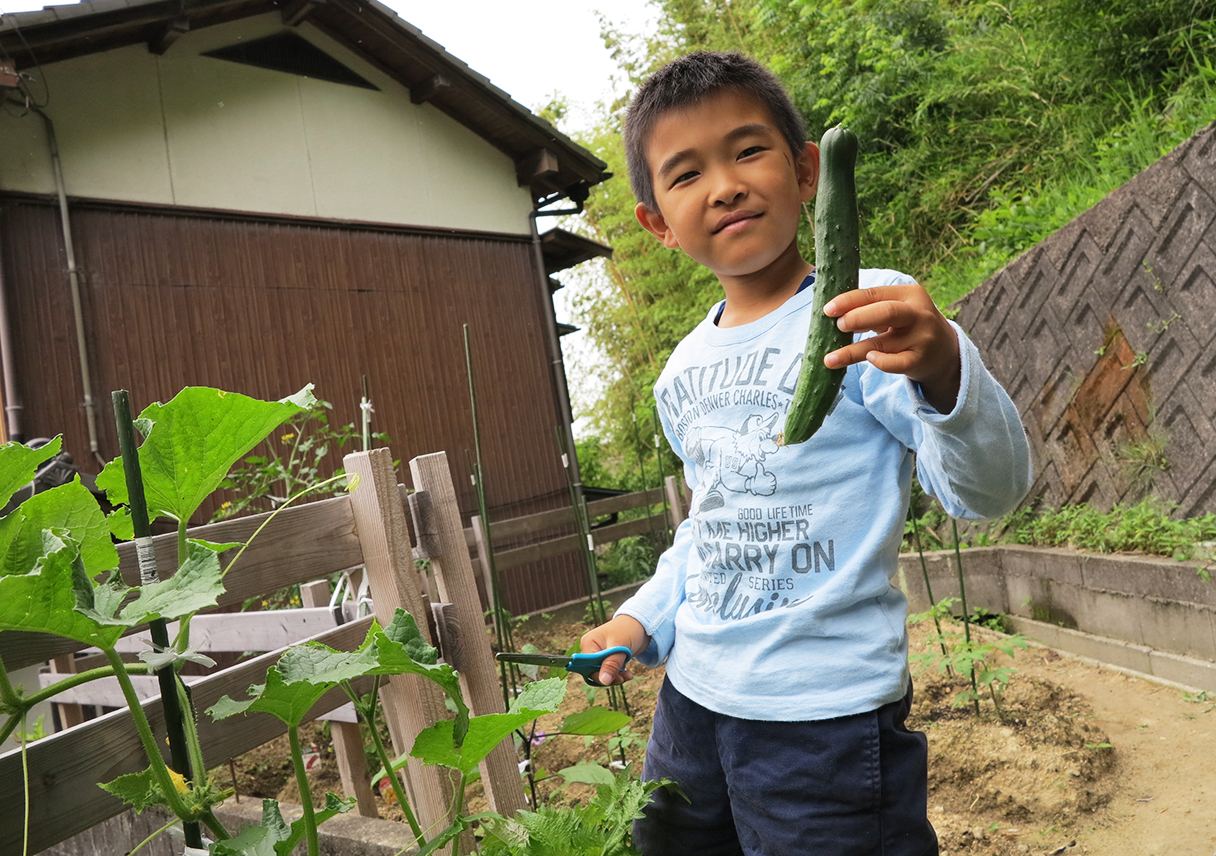 キュウリを収穫！夏野菜が楽しい季節が近づいてきましたー