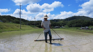 田んぼの雑草抜き