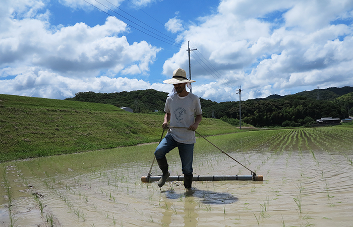 田んぼの中を歩く