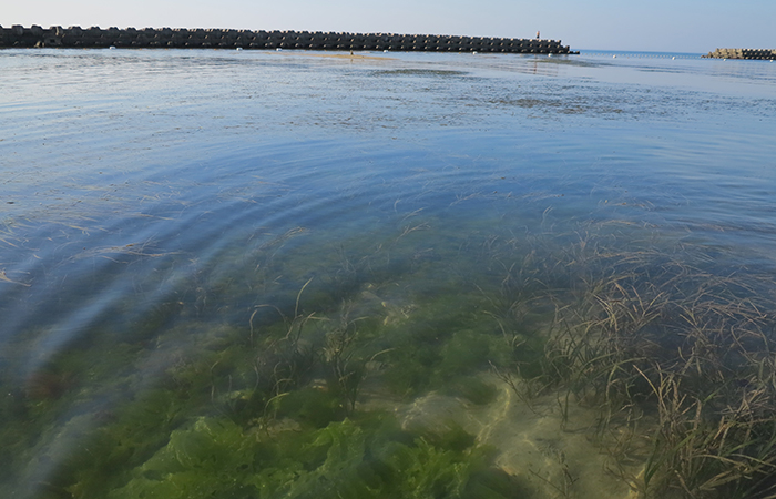 江井海水浴場