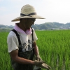 米作り体験の様子