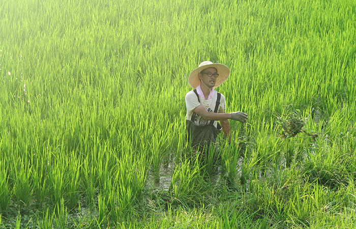 米作り体験の様子