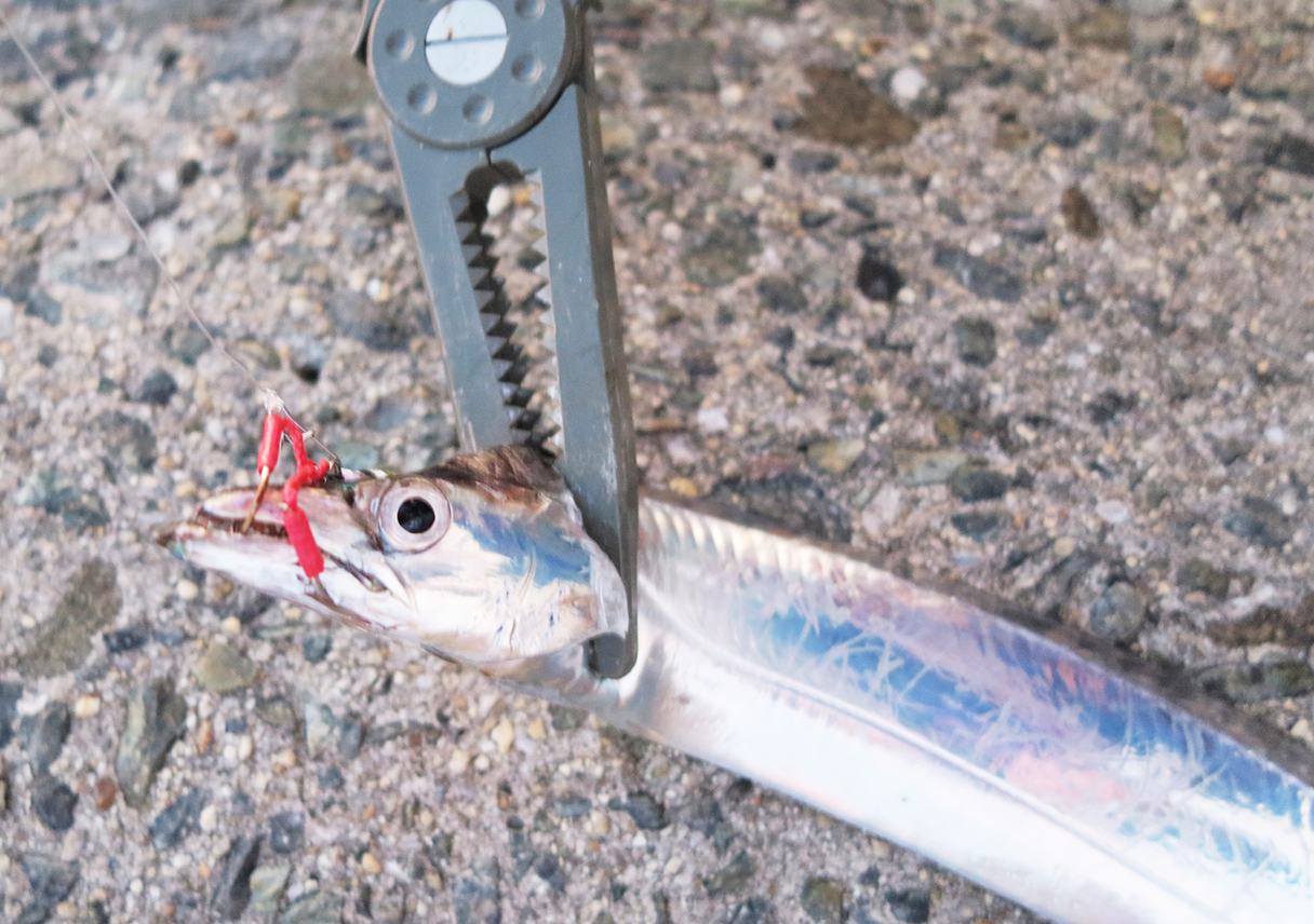 淡路島・志筑テトラで、タチウオをキャッチ！ツバスも回ってきたよー