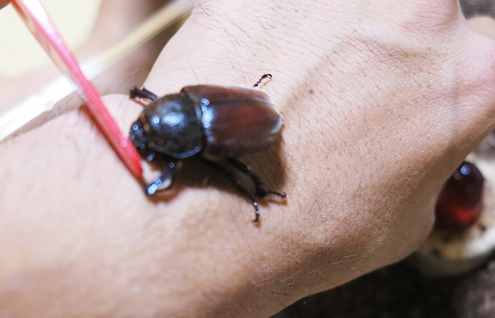 の メス カブトムシ