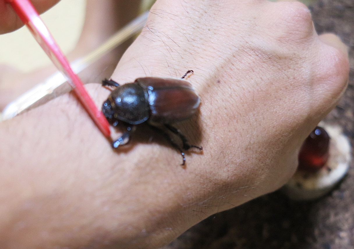 カブトムシのメスも成虫になった〜