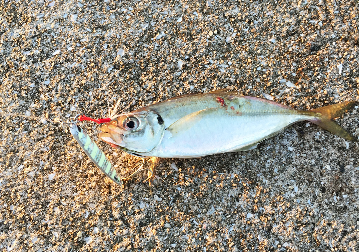 淡路島・志筑で、アジなやつが釣れたー