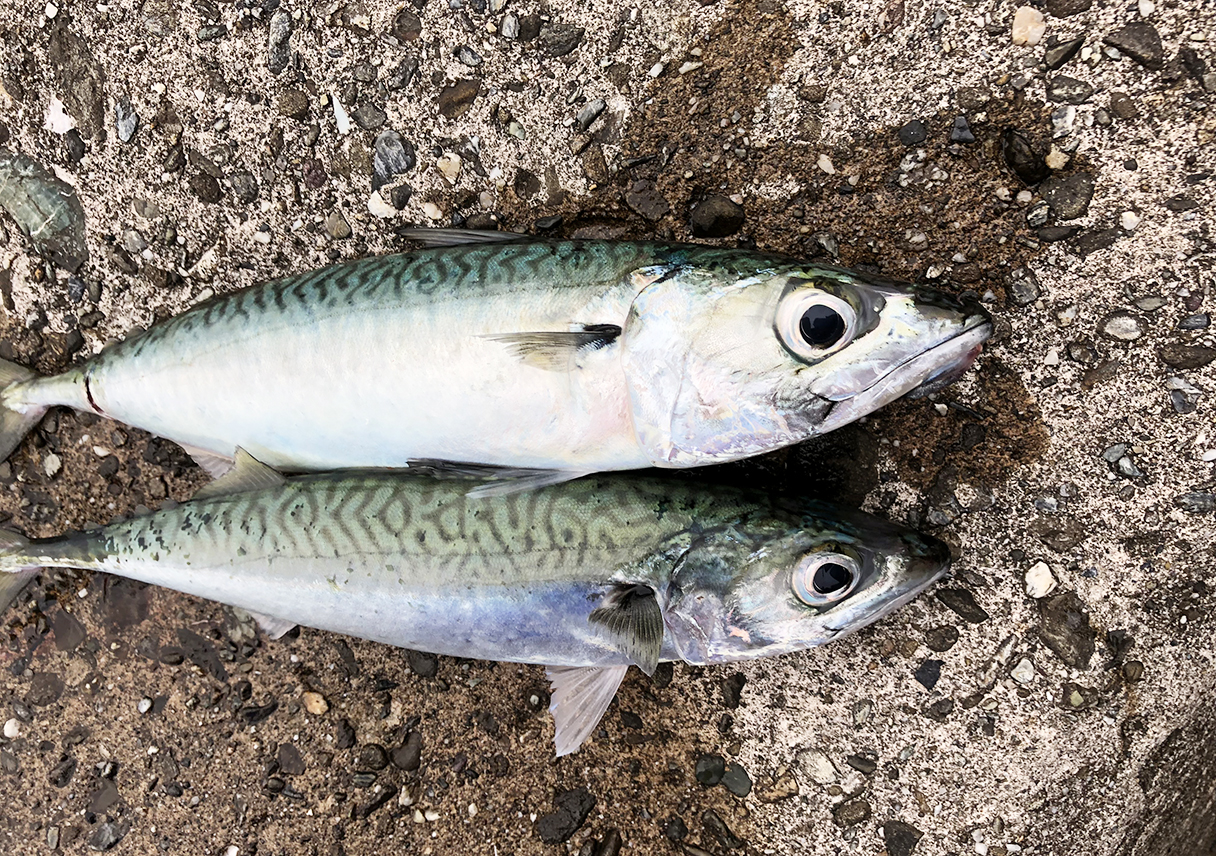 淡路島大サバ18は 各地で調子いいみたいです 淡路島大サバ18は 各地で調子いいみたいです