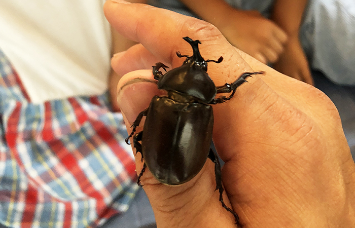 カブトムシのメスも成虫になった