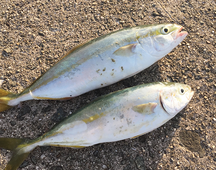 淡路島のツバス