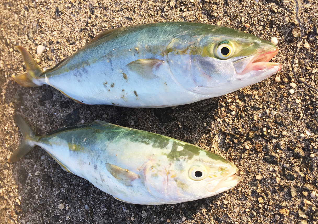 淡路島・志筑で、久しぶりの青物（ツバス）が釣れましたー
