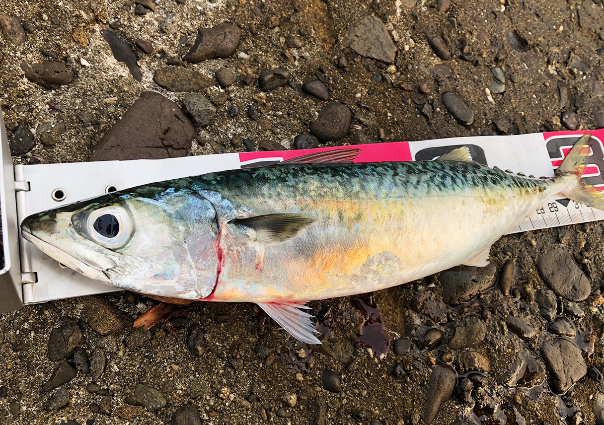 淡路島・古茂江で、大サバをキャッチ!…したら、指いたっ。こやつ尻に隠しておった…