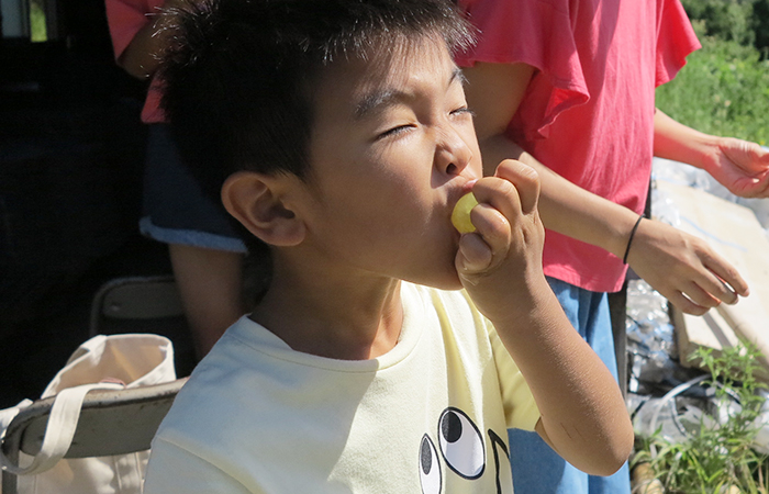 くるまり農園でぶどうを食べる