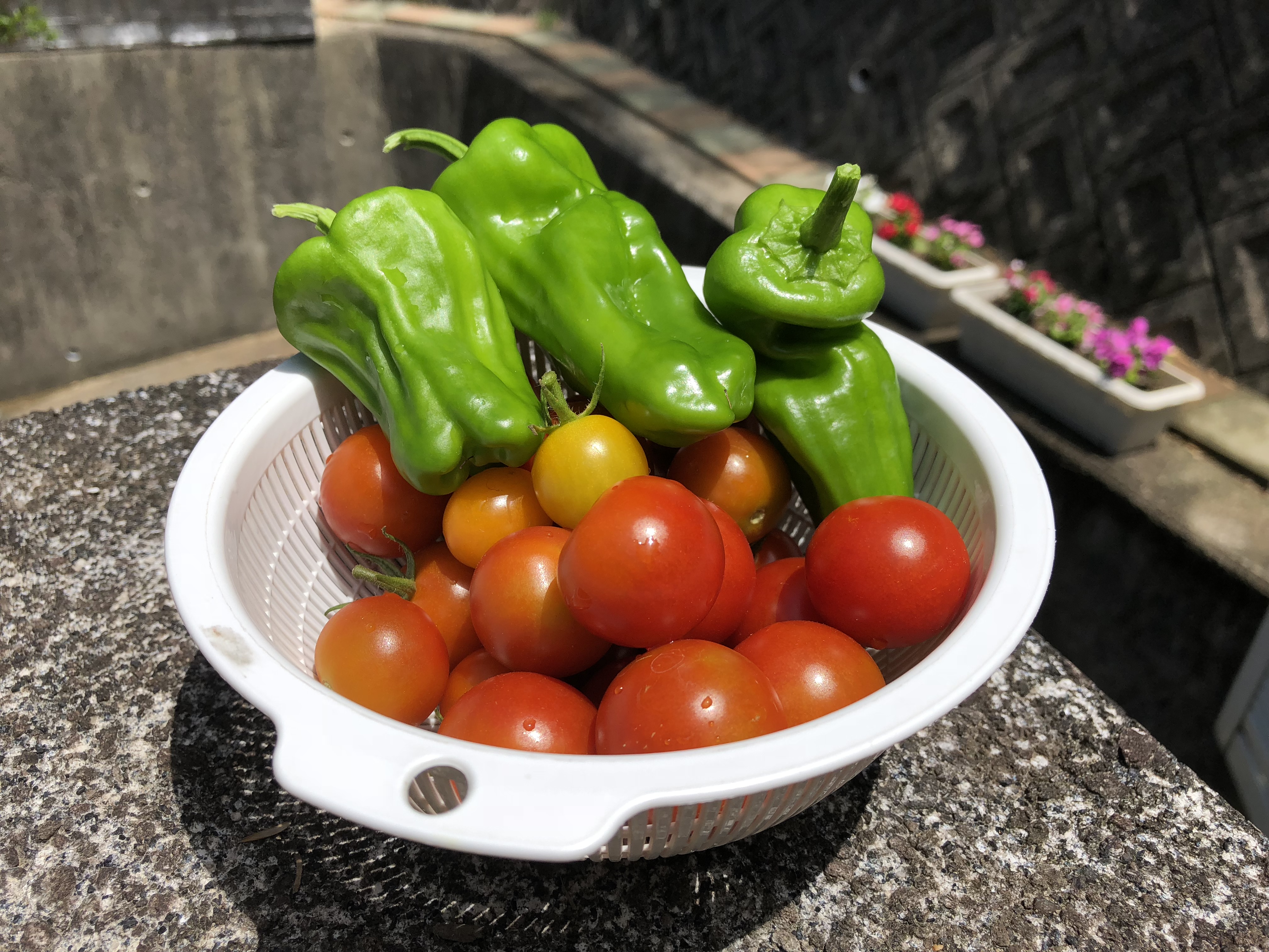 在来種や有機種子の栽培は難しい。逆に、F1種が凄すぎる…