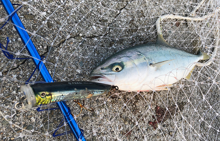 淡路島で釣り ツバス