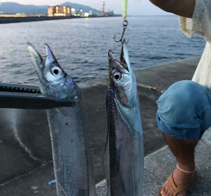 淡路島で釣りタチウオ