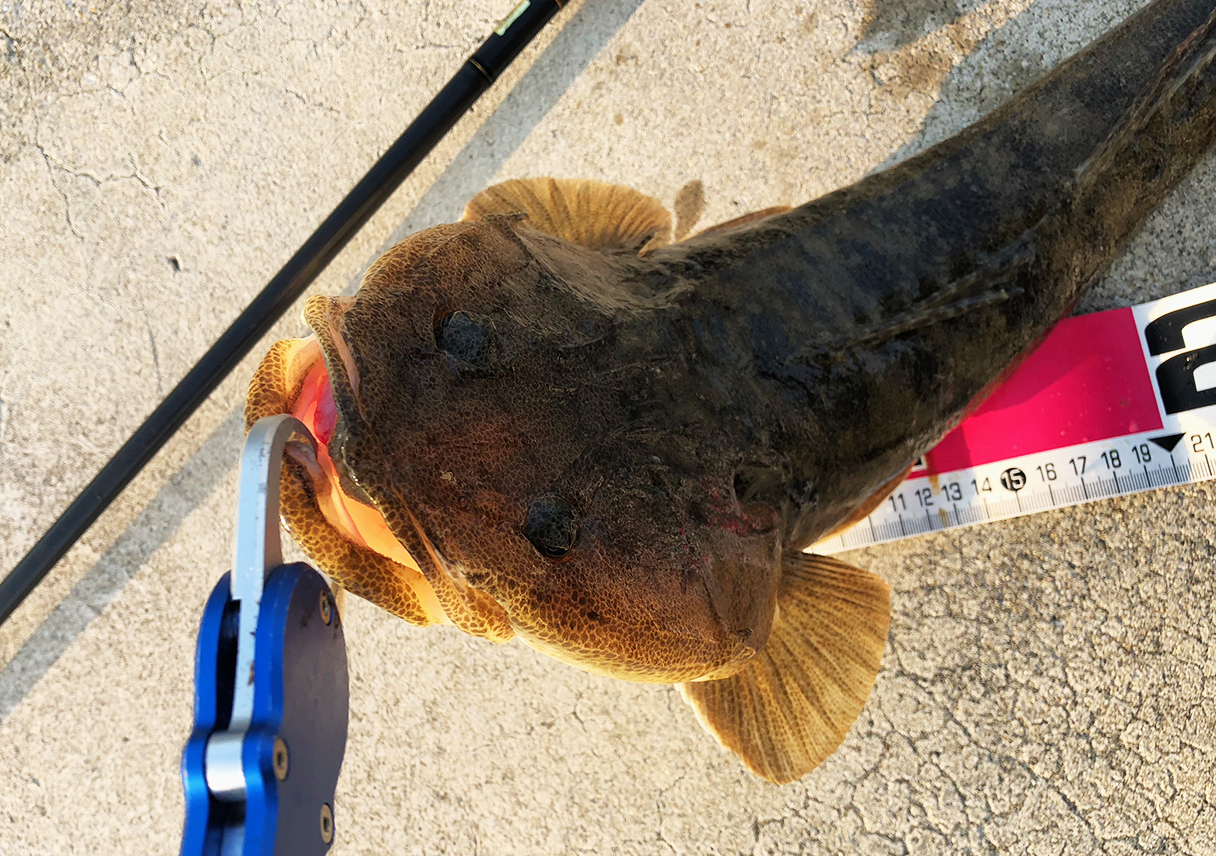 淡路島・富島で、初めてマゴチが釣れた！