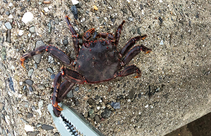 淡路島のカニ