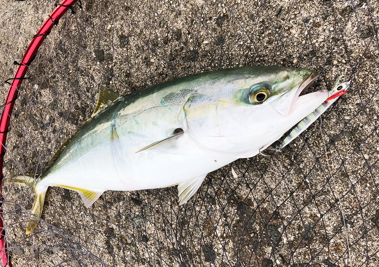 淡路島のタチウオ、好調キープ！ゲストにたくさん釣ってもらえた😚そして、青物も！