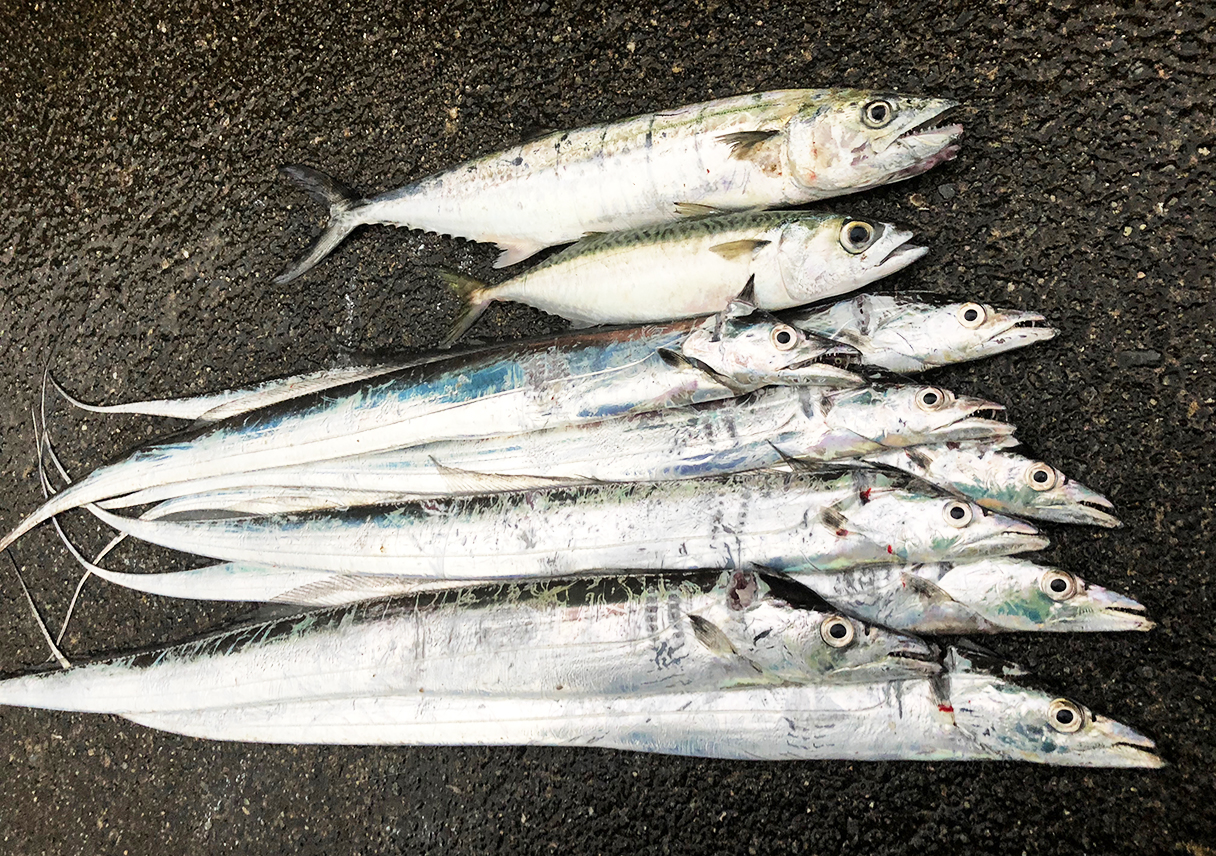 淡路島・古茂江で、タチウオに加えてサゴシも釣れましたー