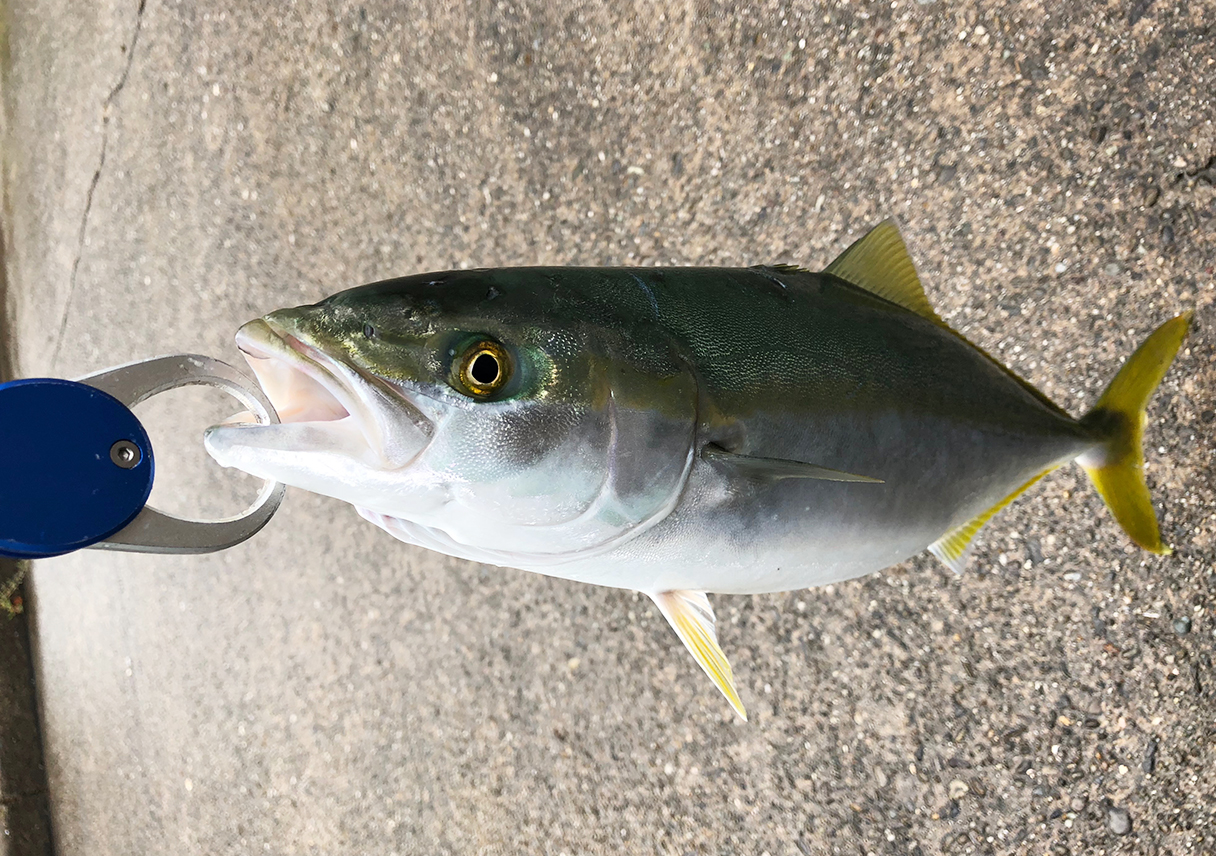 昼・夕方の部は、ハマチ2本。お祭り状態の海に出会えたけど、反省多し😭
