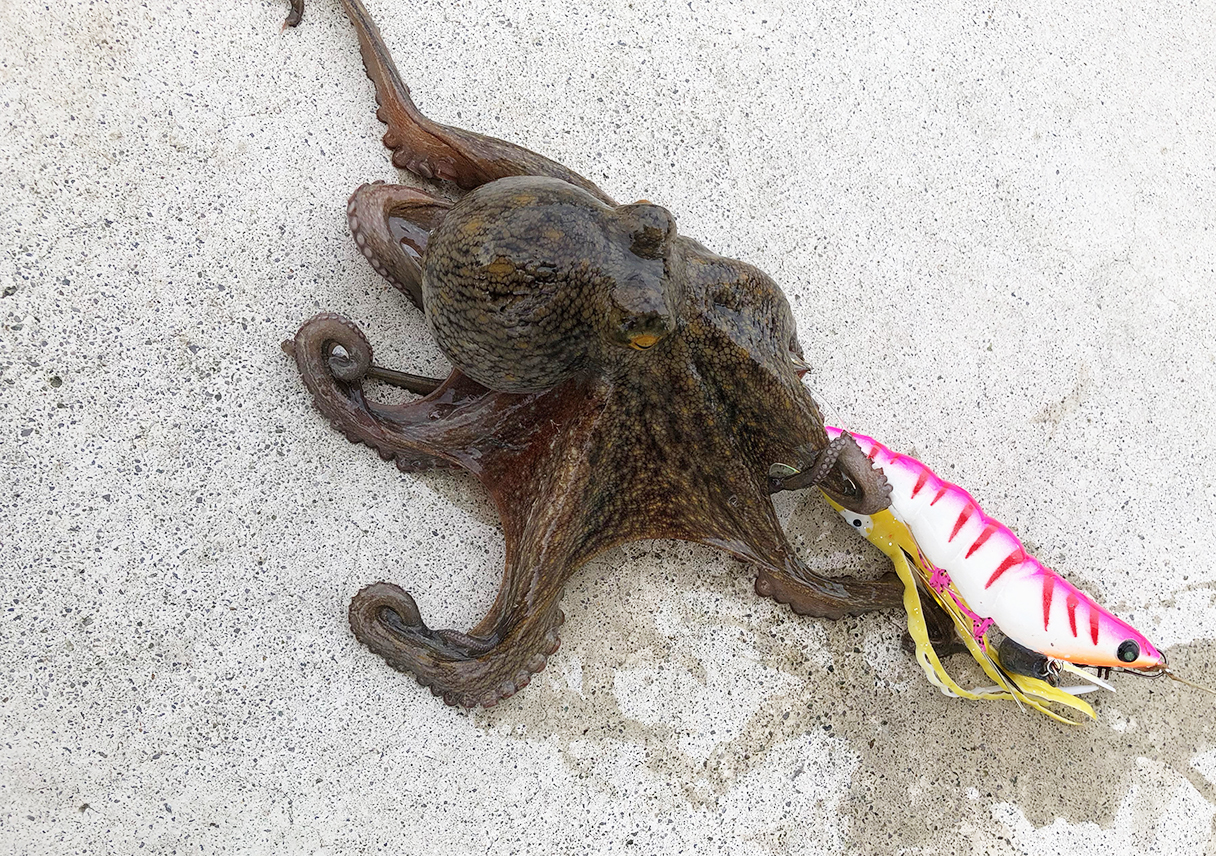 淡路島のタコは、もう少し釣れそう。ラストスパートなのかな…？？