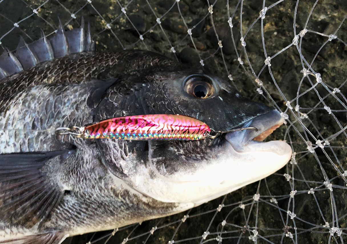 淡路島・灘エリアで、スプーン・トップゲーム。チヌ!・・・からのロストでちぐはぐ