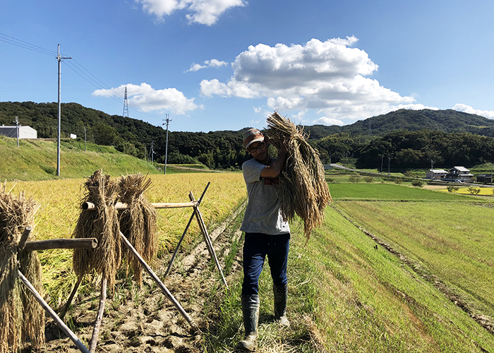 お米作り作業