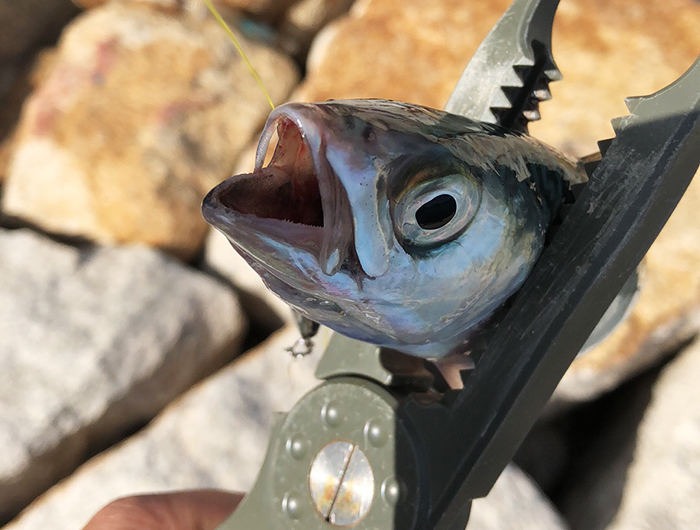 デイゲームは難しすぎ（泣）結局、プラバーでサバに癒されて終了した今週😭