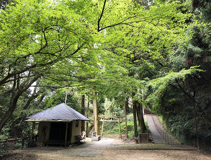 浅野公園のもみじ