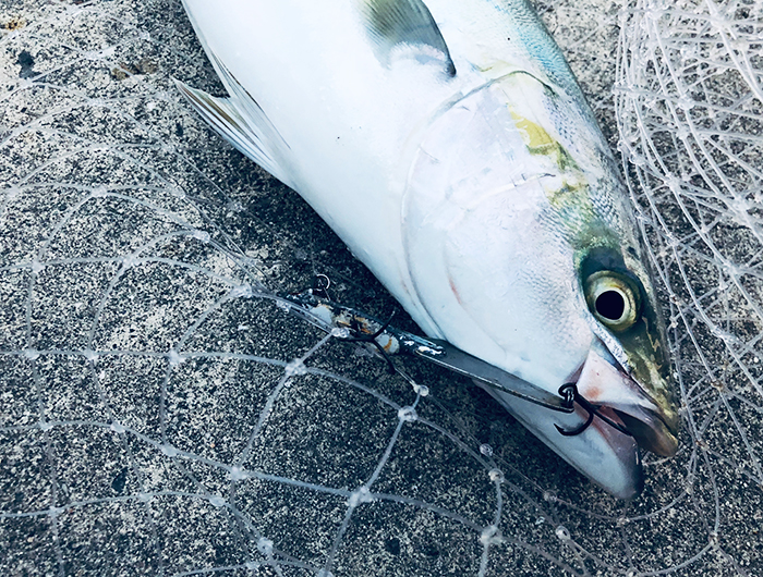 淡路島・由良エリアで、夕マヅメに青物（ハマチ）✌️でも、スチールミノー殉職😭