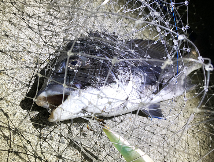 常夜灯ナイトゲームの参加者多数に驚き！24時を過ぎても続々と😲