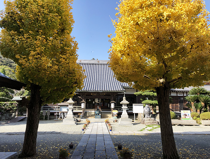 護国寺のイチョウ