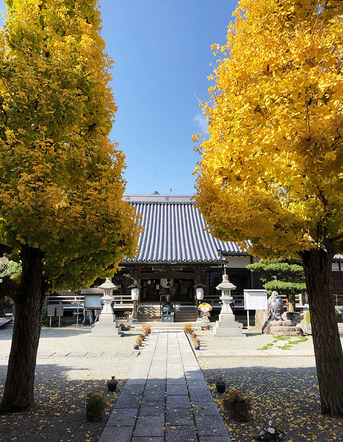 護国寺のイチョウ