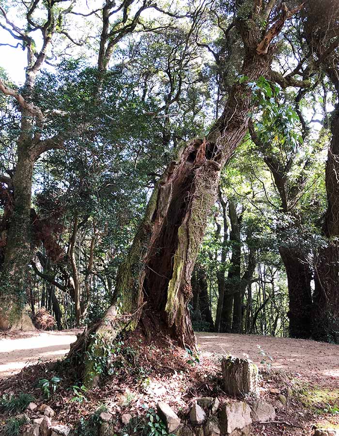 摩耶山鷲峰寺の大木