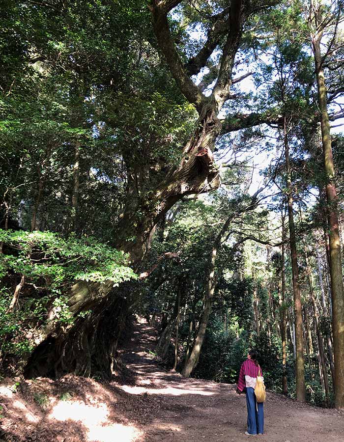 摩耶山鷲峰寺の大木