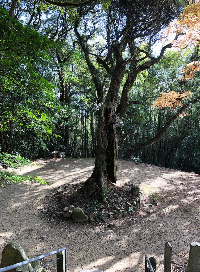 摩耶山鷲峰寺の大木