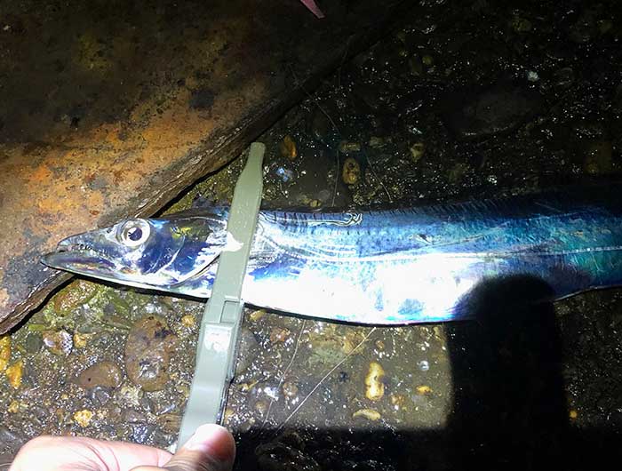 見えてるシーバスは釣れない。見えてないシーバスも釣れないけど…😭