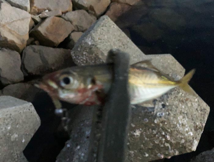 淡路島の豆アジ