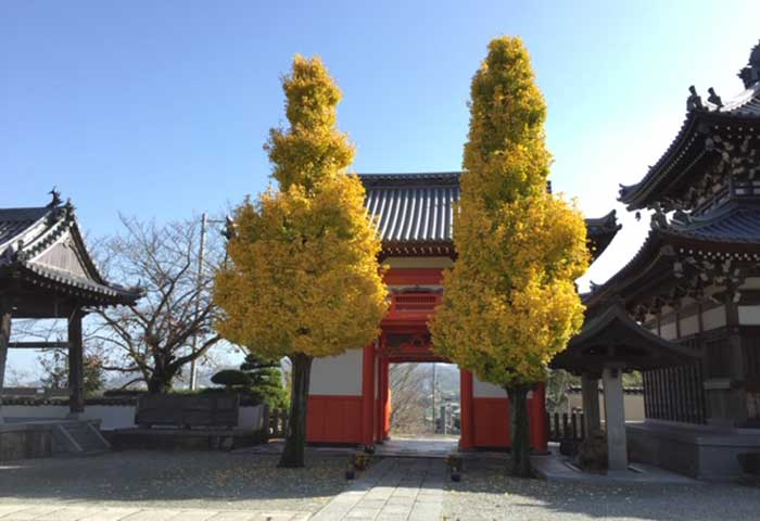 護国寺のイチョウ