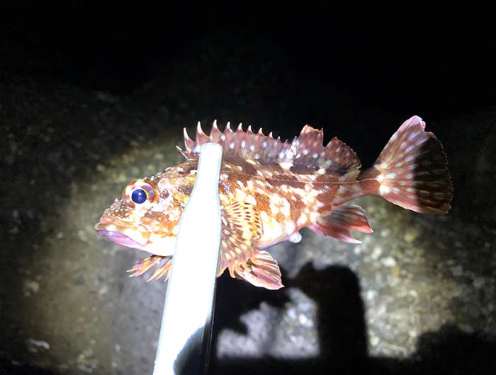 淡路島のガシラ