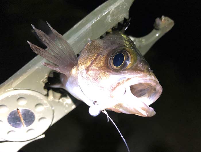 淡路島・洲本でメバリング。渋い中、なんとか一匹釣れてくれました🤗