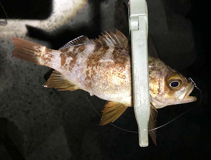 淡路島メバリング。炬口が難しくて、結局、洲本で釣果にありつけました