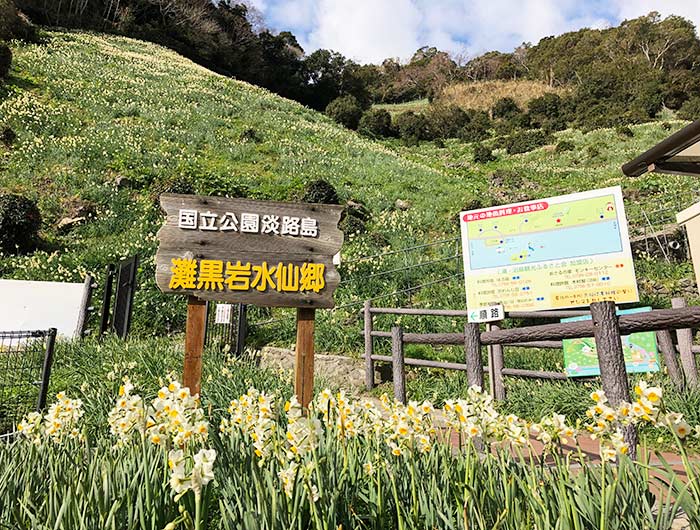 淡路島 灘黒岩水仙卿