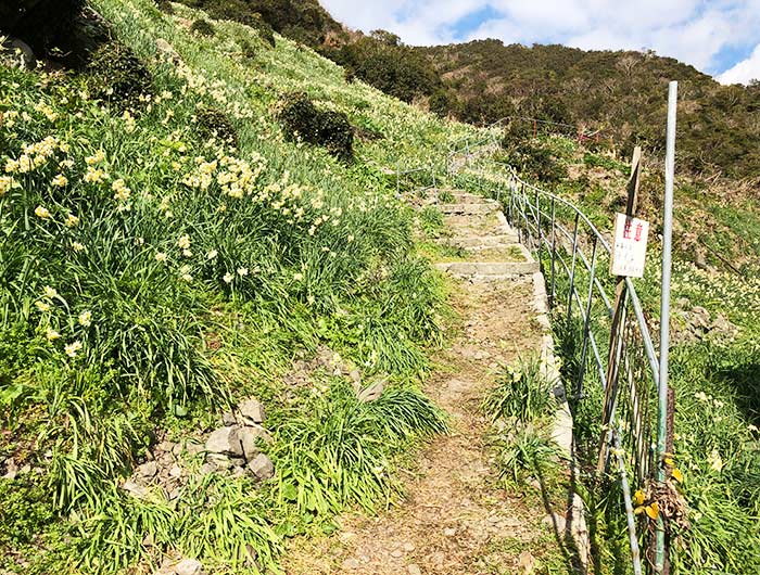 淡路島 灘黒岩水仙卿