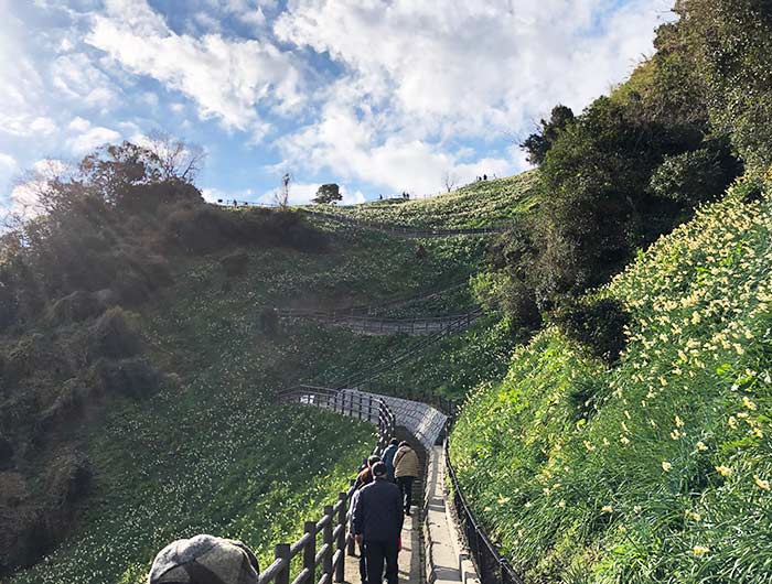 淡路島 灘黒岩水仙卿