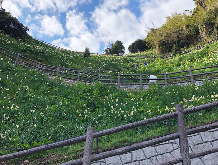 淡路島 黒岩灘水仙卿