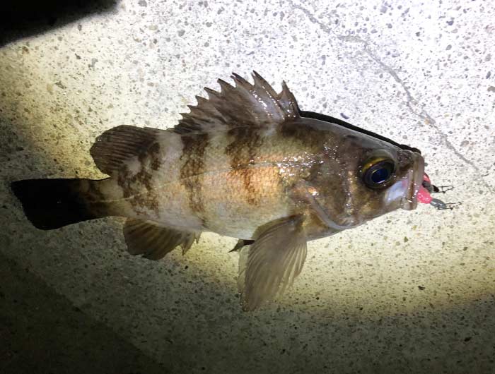 淡路島・洲本メバリング、一時間調査。潮が動き出すと、ころっと状況が変わるから面白い